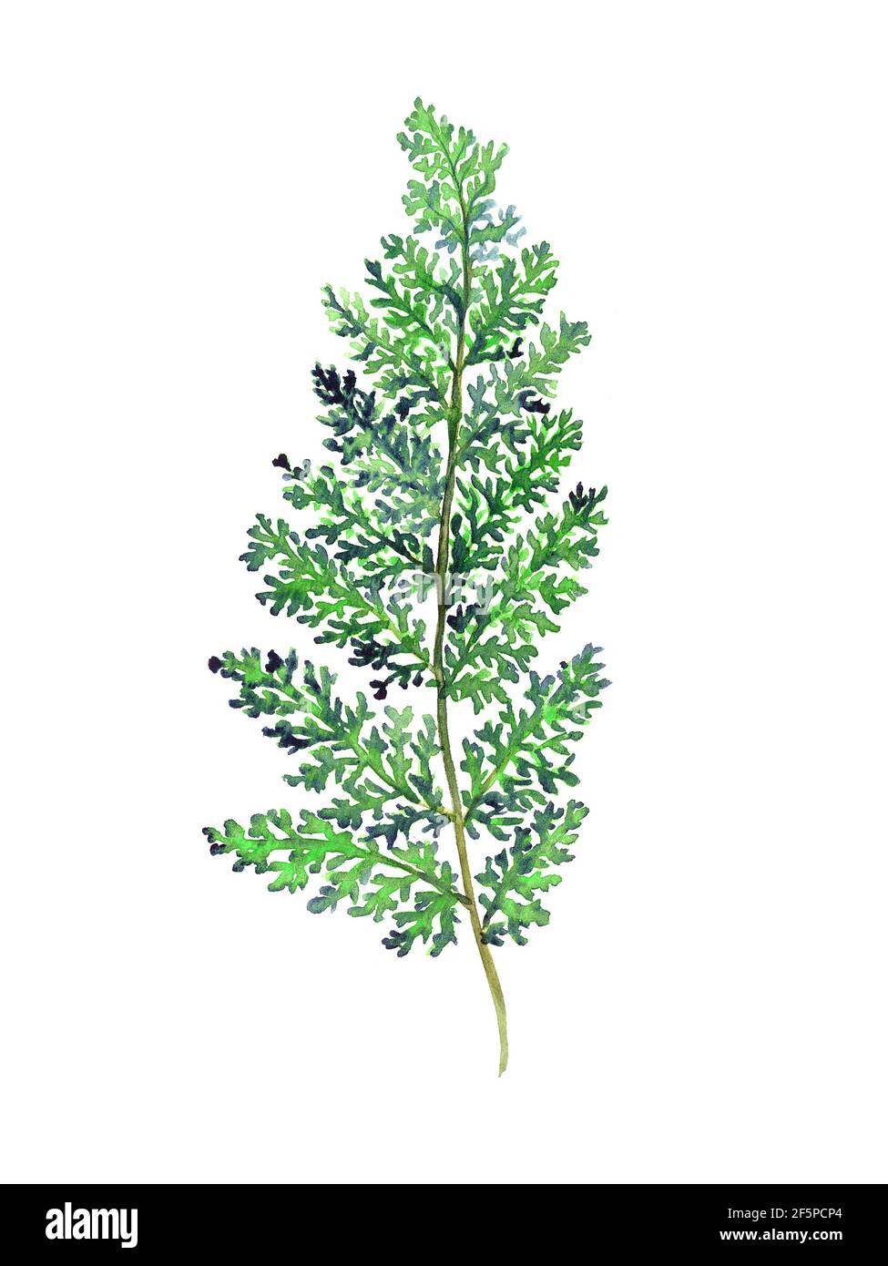 Cedar twig, isolated on white watercolor illustration Stock Photo