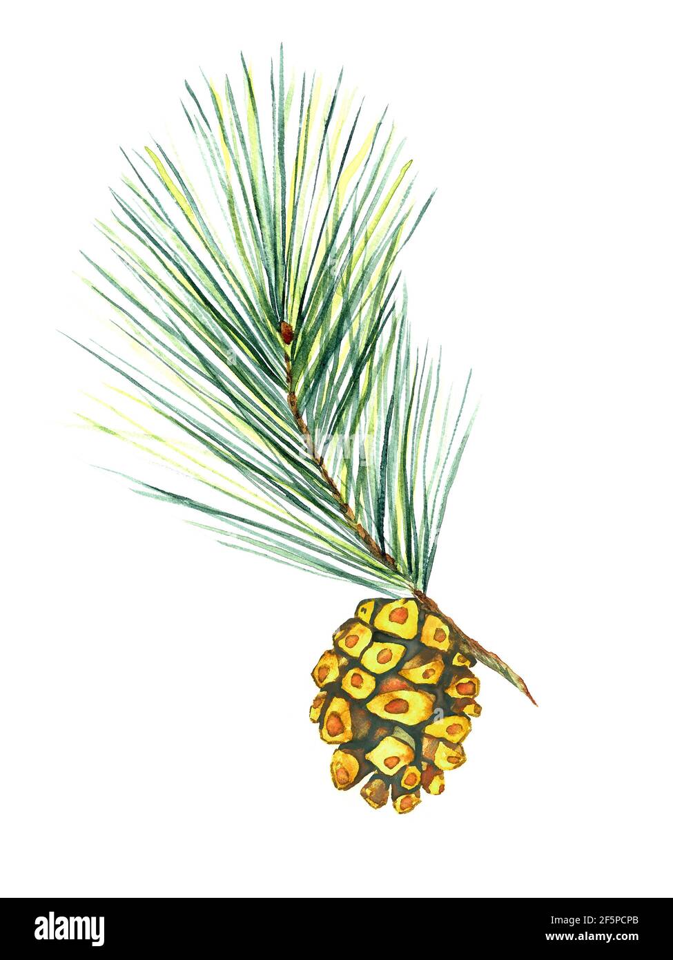 Pine branch with pine cone, isolated on white watercolor illustration ...