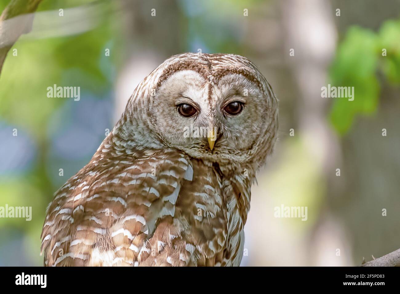 Closeup of a female Barred Owl (Strix varia) waiting for her two owlets to leave the nest Stock Photo