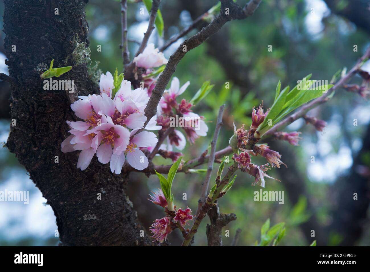 Almond flowers in bloom. Pale pink Prunus dulcis flowers blossoming in spring, growing naturally in groves or farmed for the delicious seeds. Stock Photo