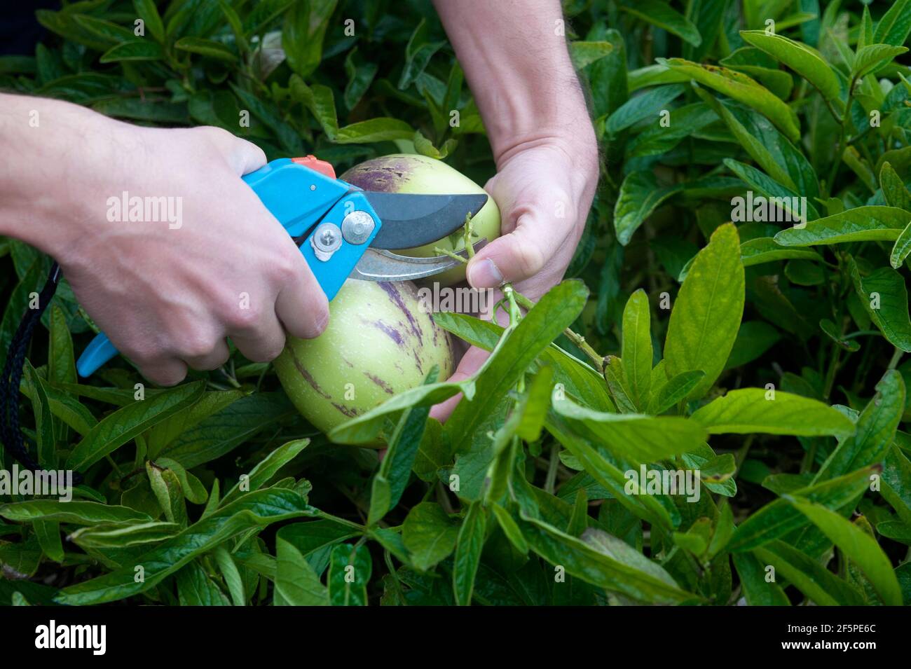 Man's hand cutting two pepino dulce or Solanum muricatum with robust garden scissors. South American delicious fruit also known as sweet cucumber. Stock Photo