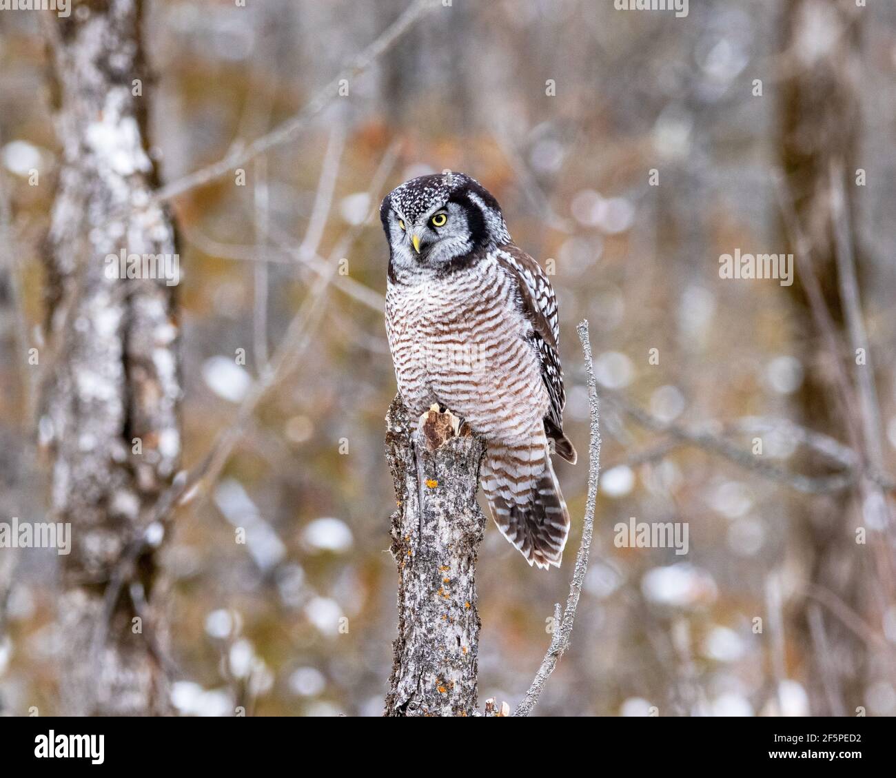Northern Hawk Owl (Surnia ulula) perched on top of a tree stump while searching for prey in Canada Stock Photo