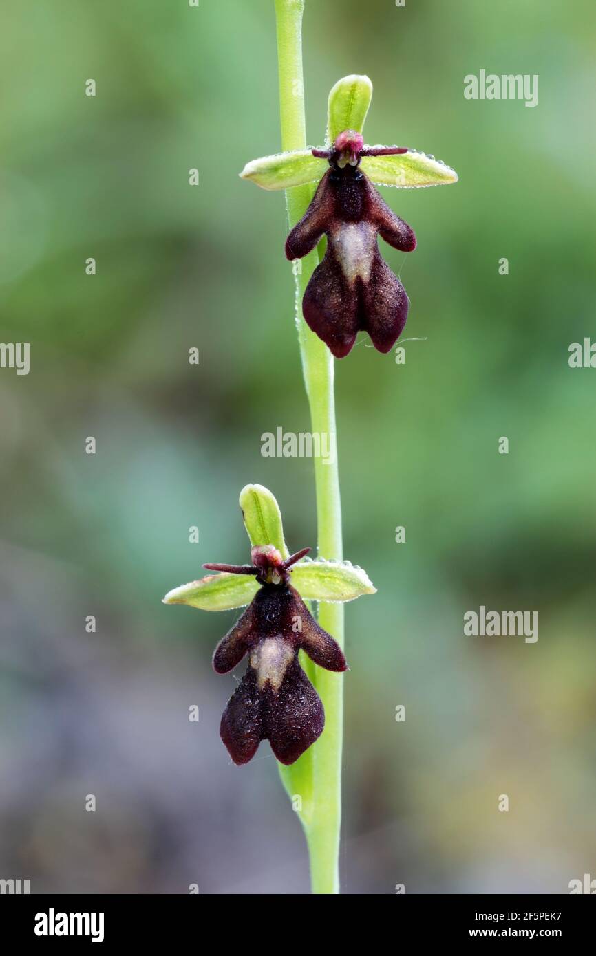 Fly Orchid - Ophrys insectifera Stock Photo