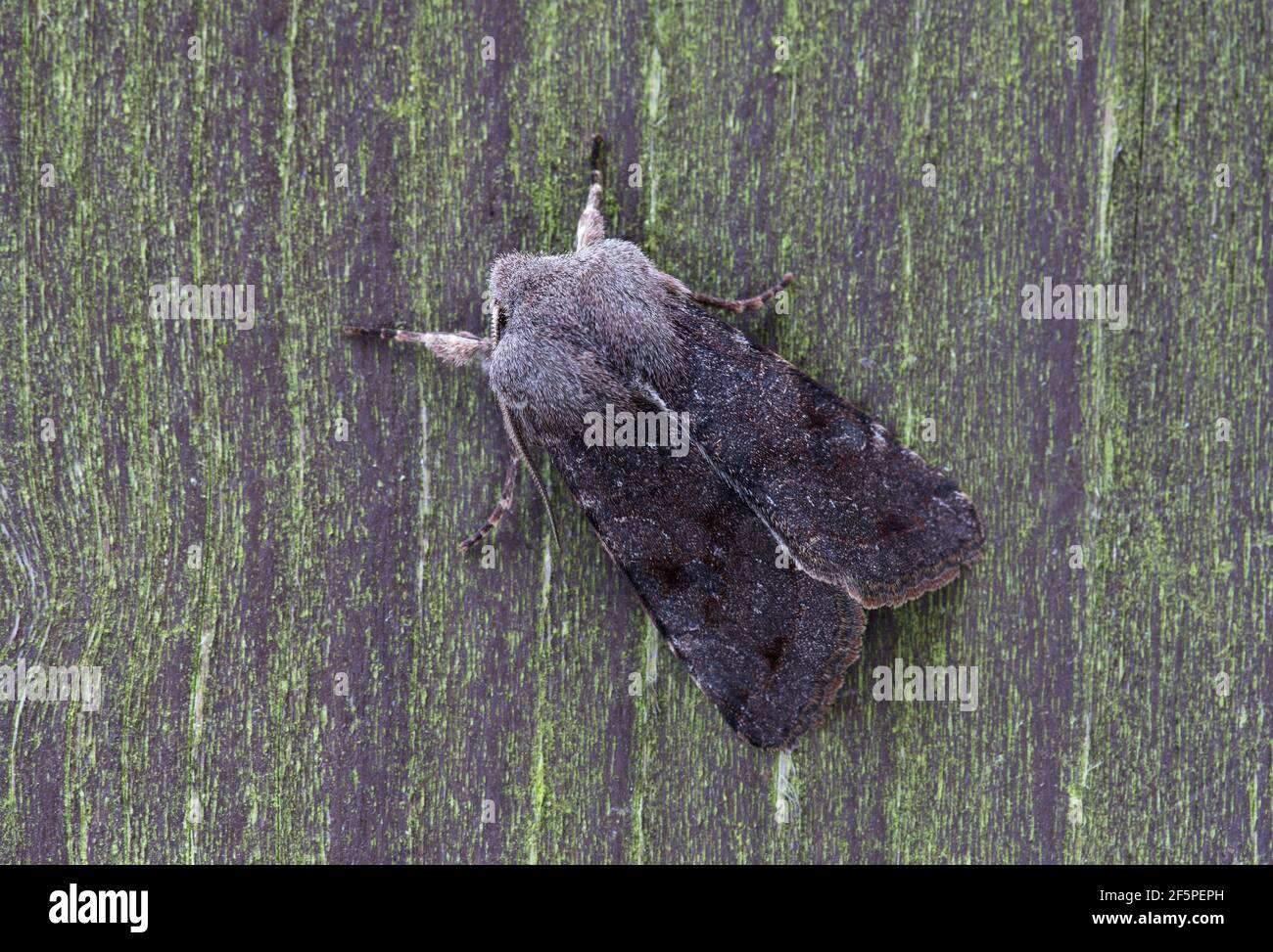 Clouded Drab - Orthosia incerta Stock Photo