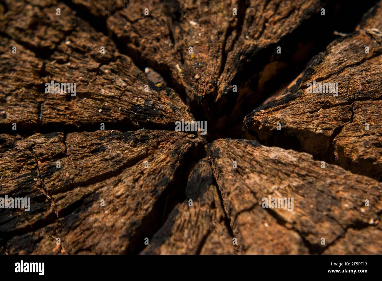 Macro texture of cracked and weathered old tree stump Stock Photo