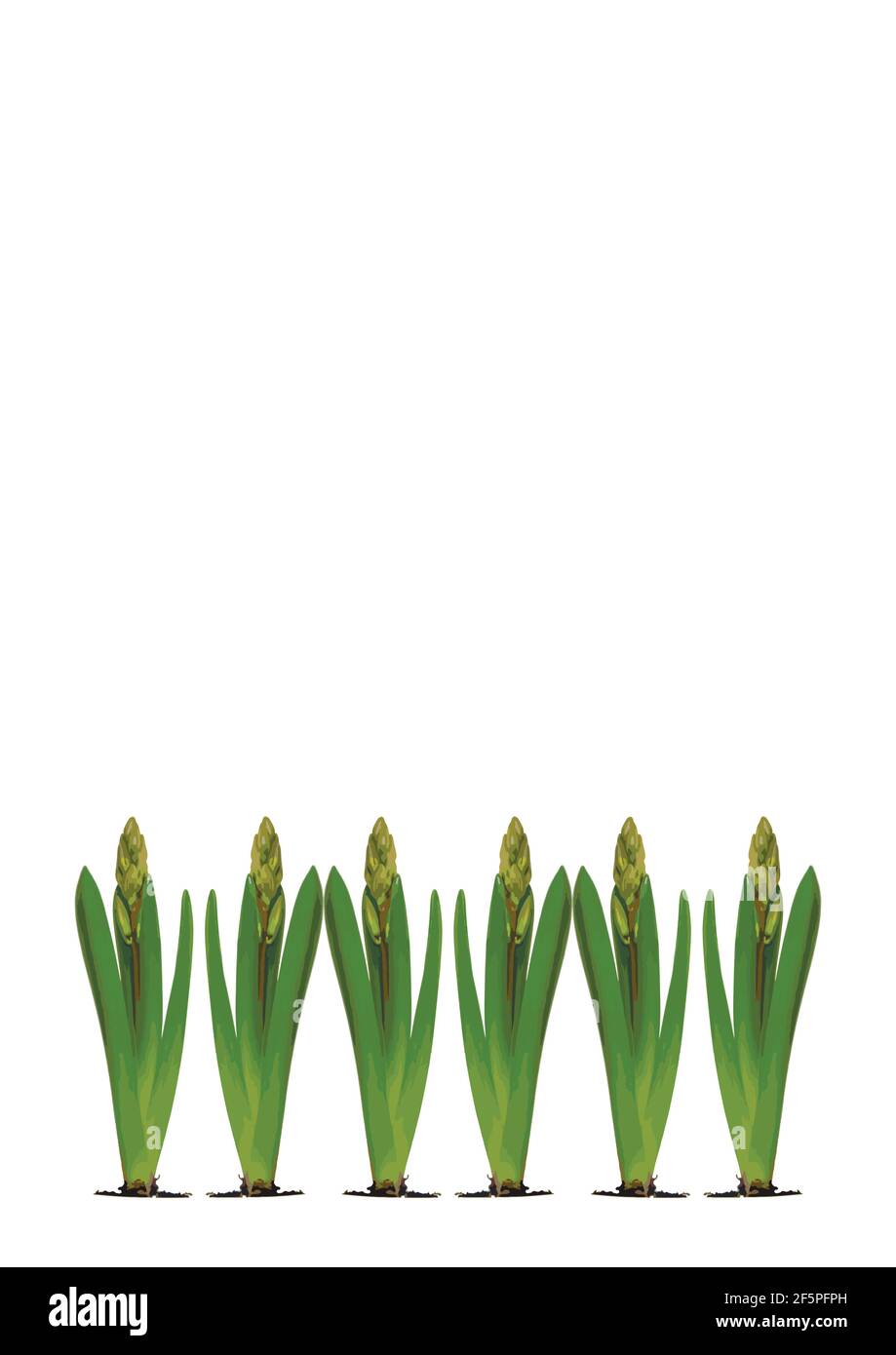 Spring. They cursed from the bulbs of hyacinth. Frame on a vertical ...