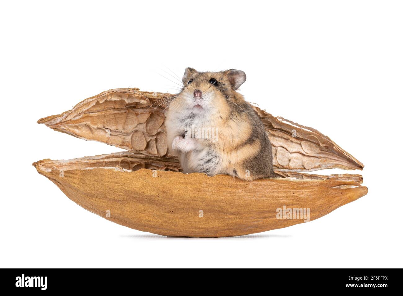 Kapok fruit Cut Out Stock Images & Pictures Alamy