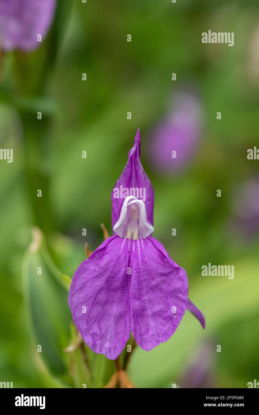 Close up of a roscoea purpurea flower in bloom Stock Photo
