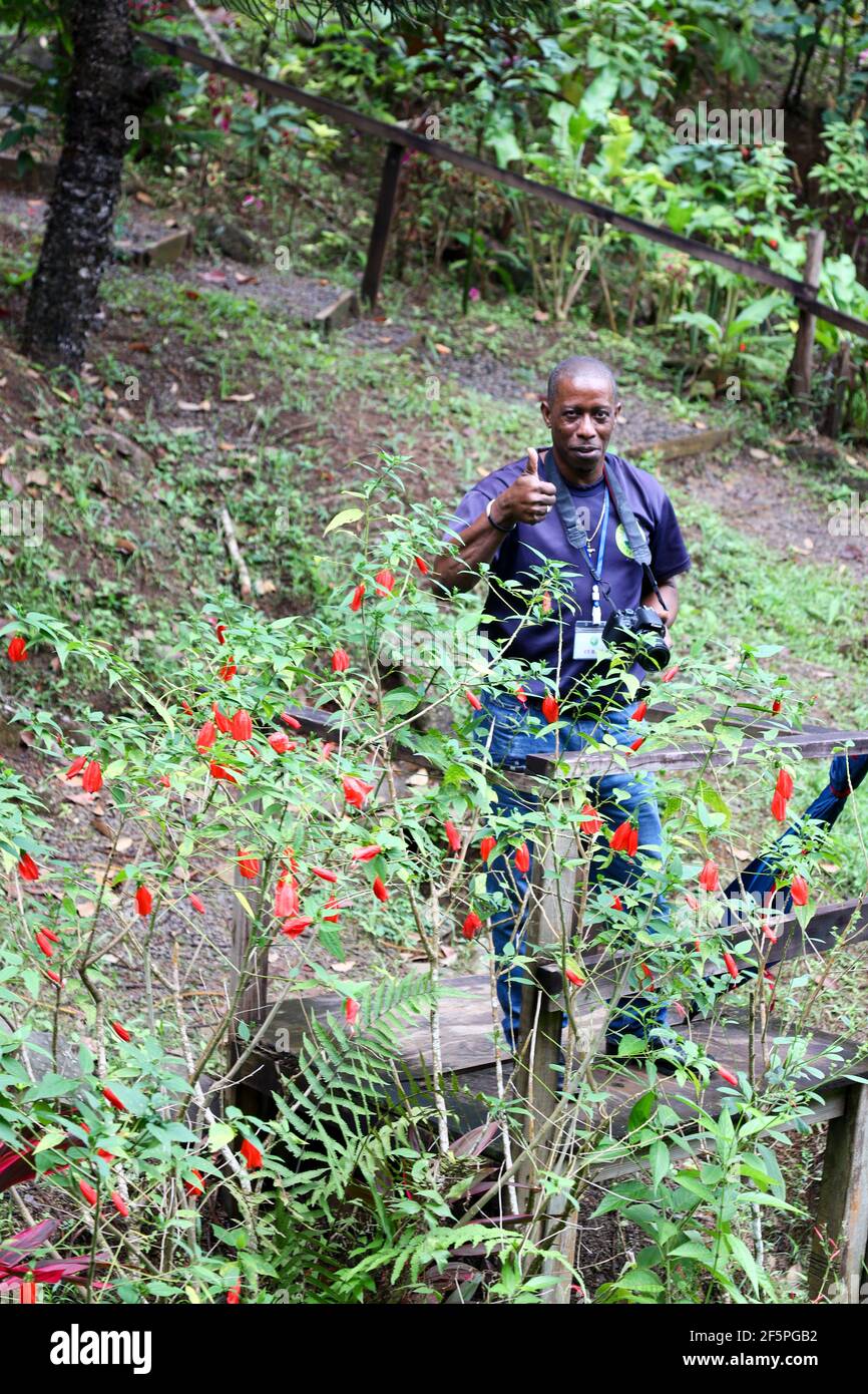 Tour Guide in the Babonneau tropical rain forest of St Lucia. Stock Photo