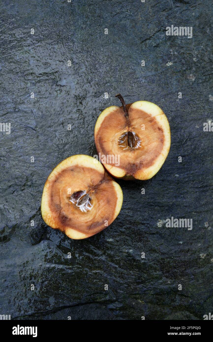 2 halves of rotten apple on slate Stock Photo
