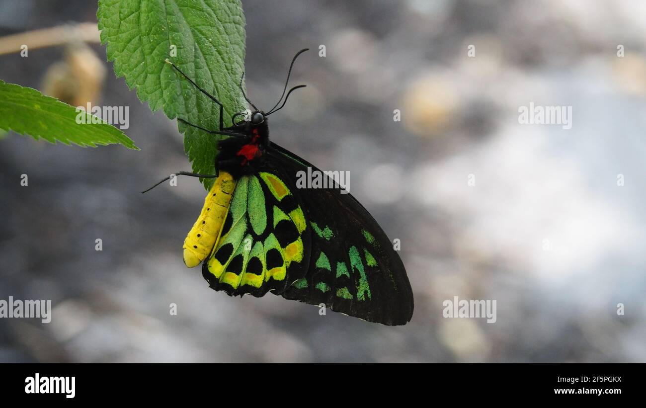 Black yellow and green Malachite or brush footed butterfly hangs from leaf - closeup Stock Photo