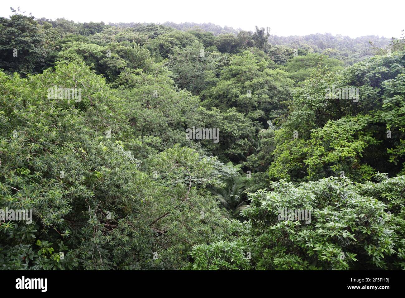 Canopy of babonneau rainforest hi-res stock photography and images - Alamy