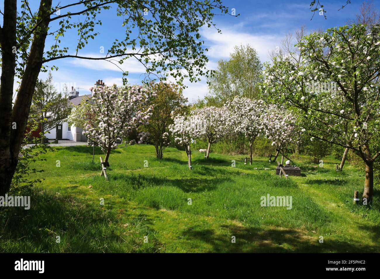 Apple blossom, garden orchard, May, Half standard trees growing amongst grass of wild flower meadow. North Wales Stock Photo