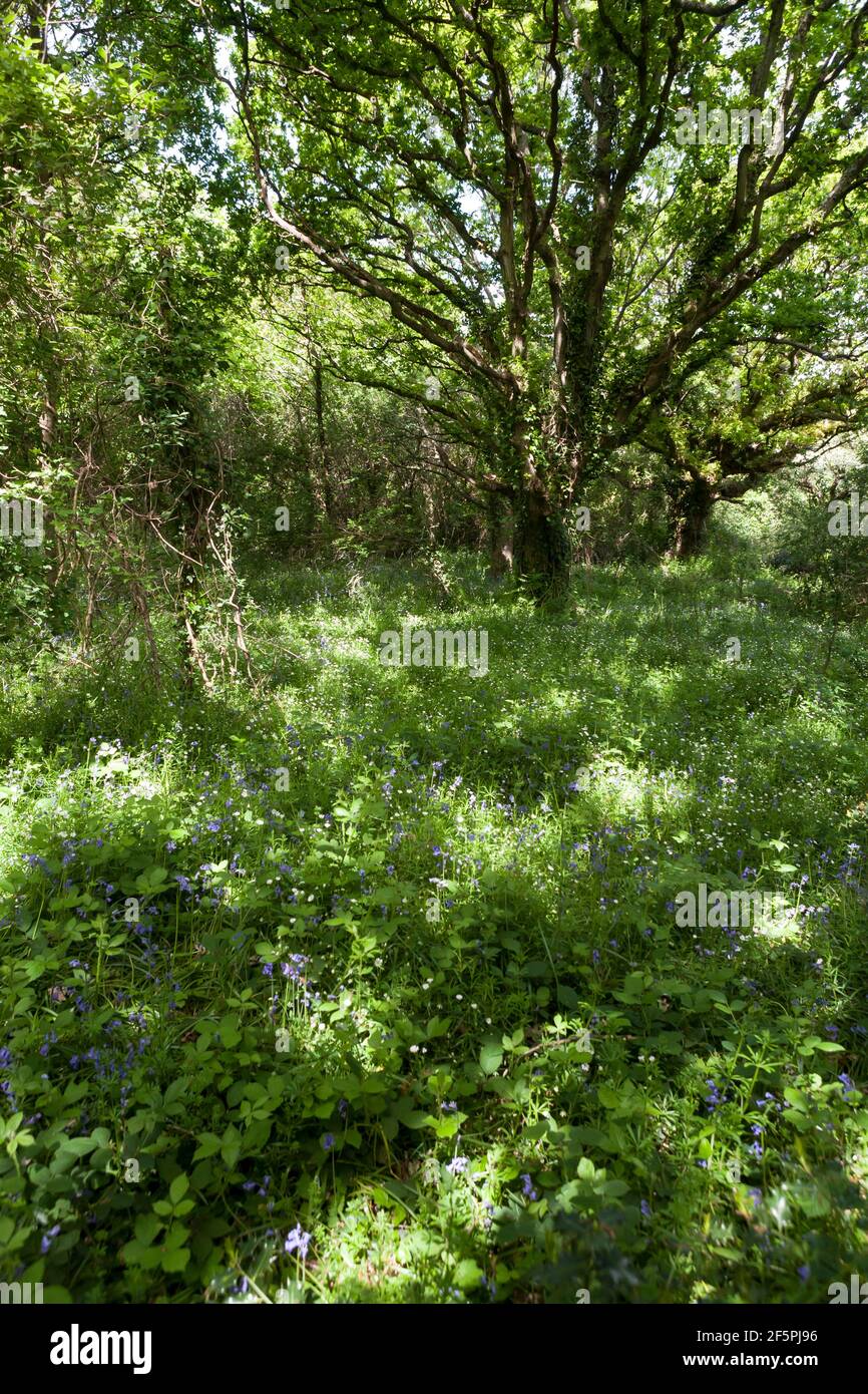 Wildflowers carpet woodland in Alver Valley Country Park, Gosport, Hampshire, UK Stock Photo