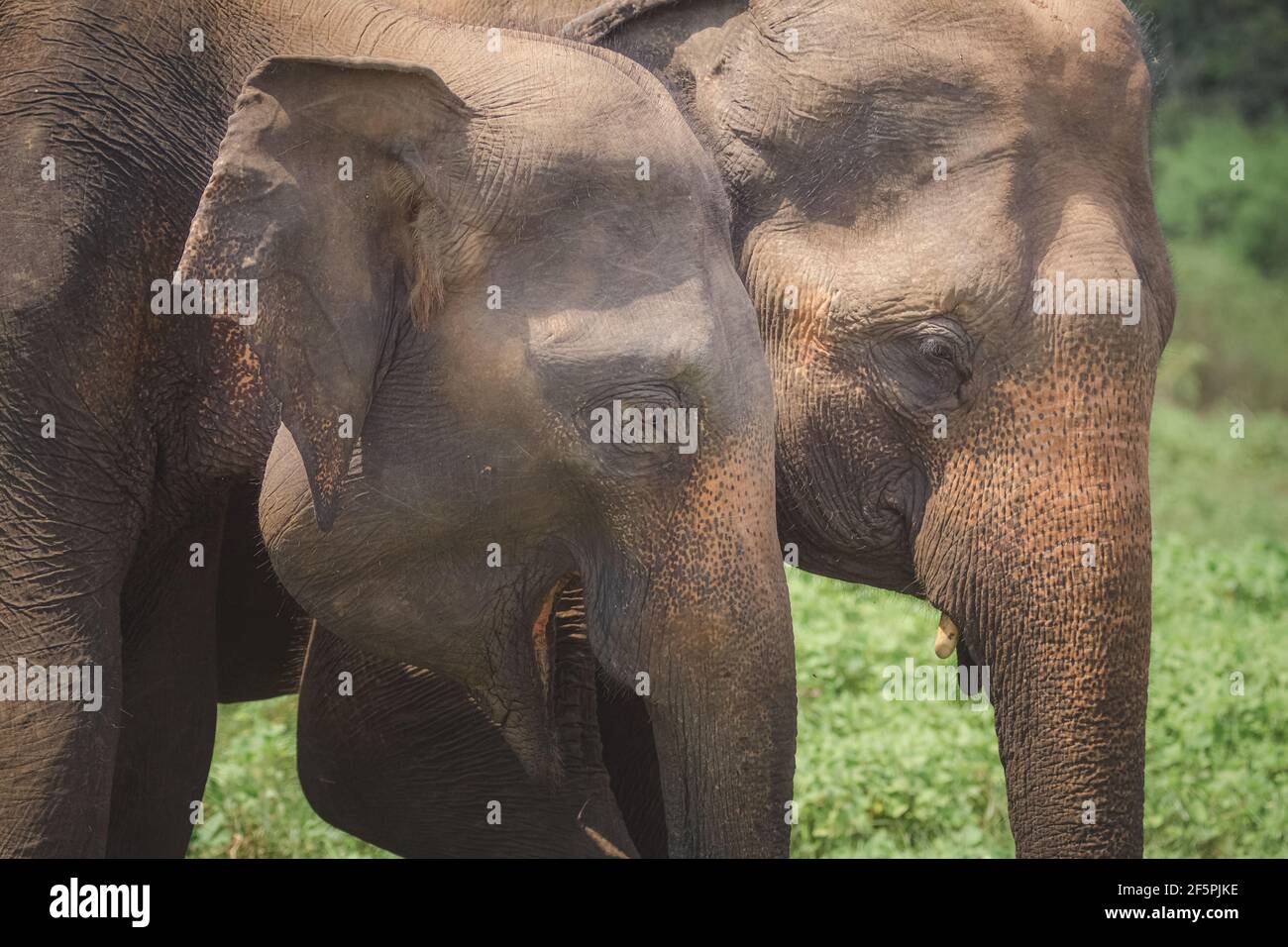 Close-up of a pair of Sri Lankan elephants (Elephas maximus maximus), subspecies of the Asian elephant in the jungle of Minneriya National Park, Sri L Stock Photo