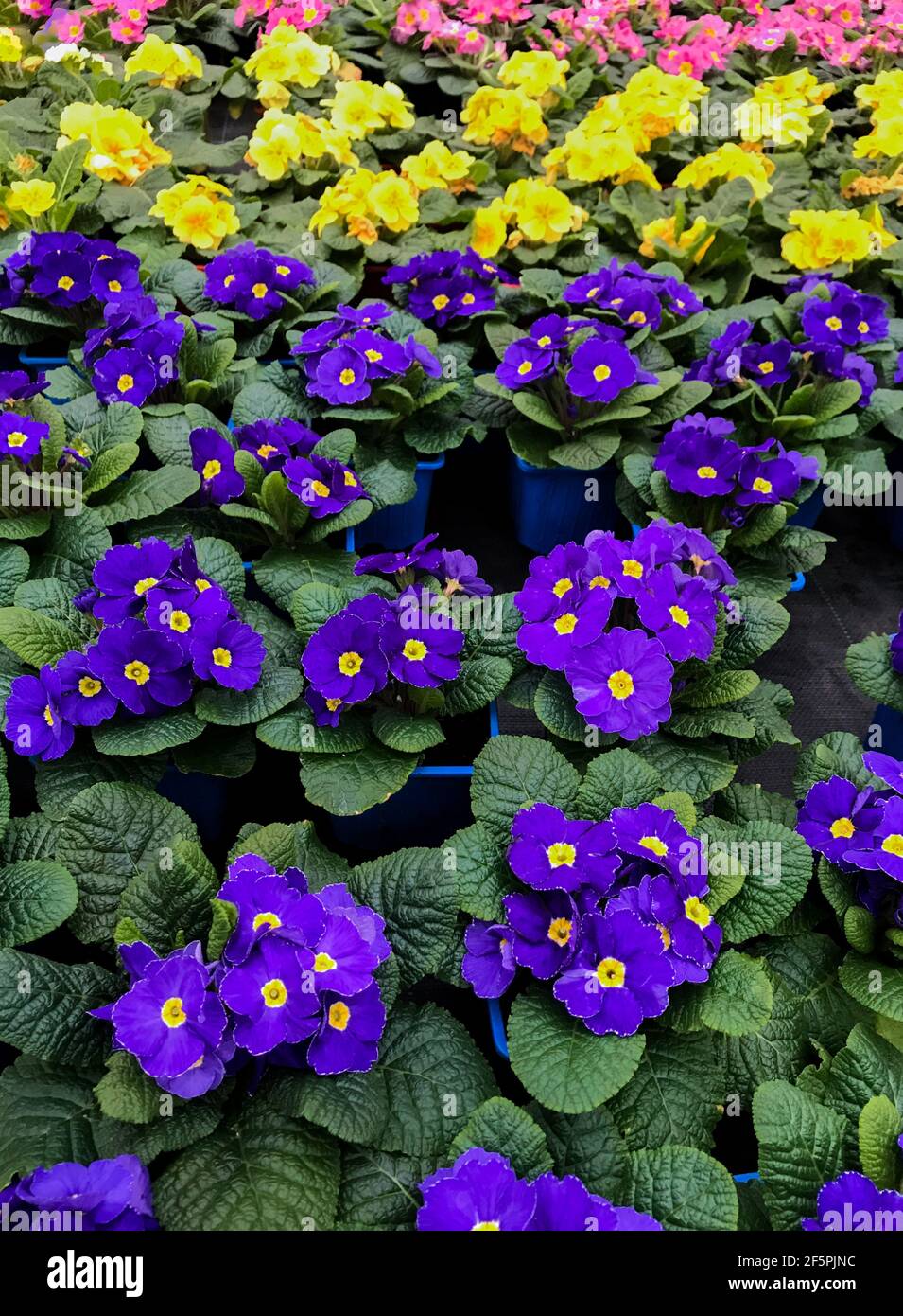 Lots of colorful primrose flowers, also known as cowslip, in flower pots for sale. Stock Photo