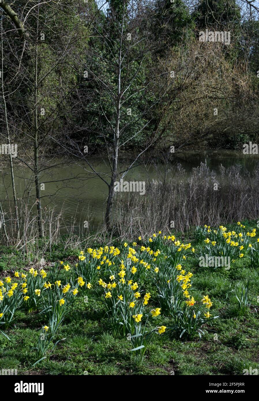 Daffodils flowering in Victoria Park, Leamington Spa, Warwickshire, UK ...