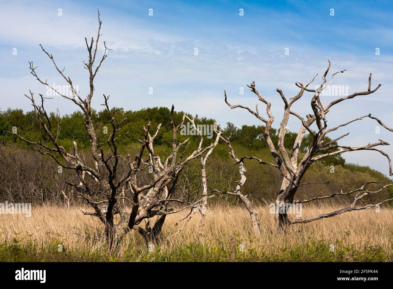 Dead tree in reedbeds (some of the most extensive reedbeds along the South Coast): Alver Valley Country Park, Gosport, Hampshire, UK Stock Photo