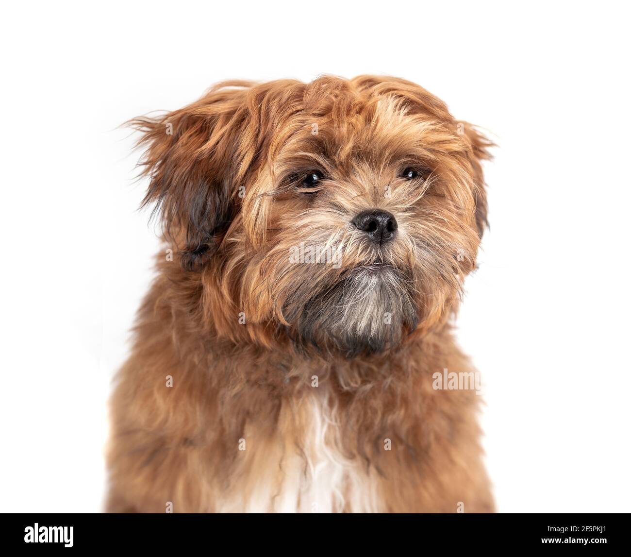 Isolated Shichon teddy bear puppy headshot. 6 month old small fluffy male dog. Light-apricot color and black nose. Zuchon, Shih Tzu-Bichon mix. Stock Photo