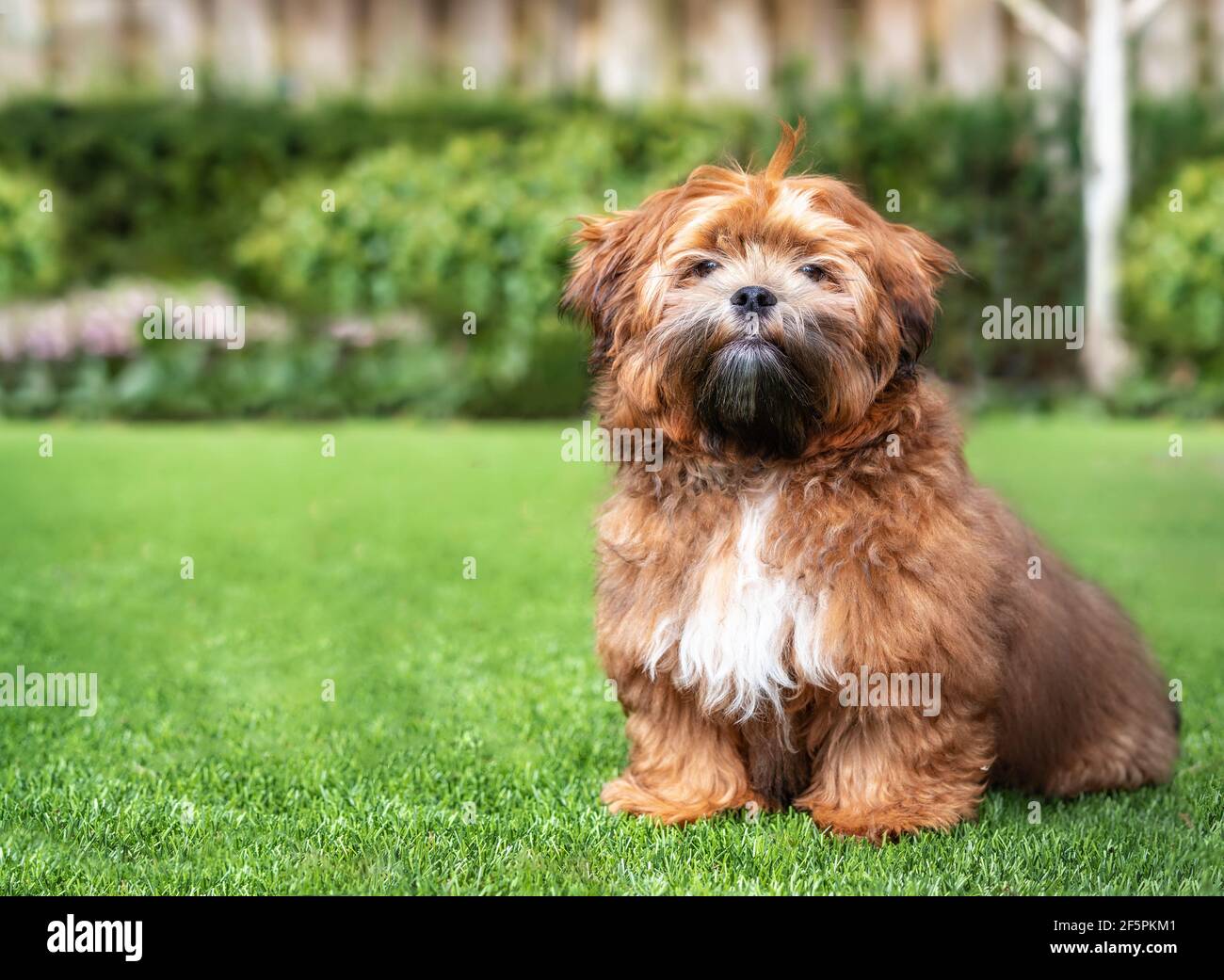 Zuchon teddy bear puppy sitting in the garden. 6 month old small fluffy male dog with light-apricot color and black nose. Known as Shichon, Shih Tzu-B Stock Photo