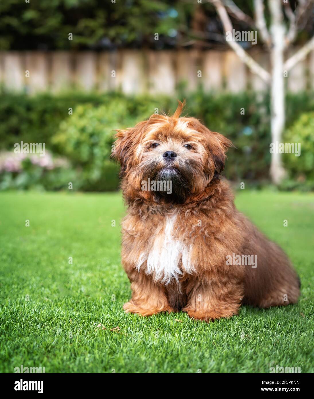 Zuchon teddy bear puppy sitting in the garden. 6 month old small fluffy male dog with light-apricot color and black nose. Known as Shichon, Shih Tzu-B Stock Photo