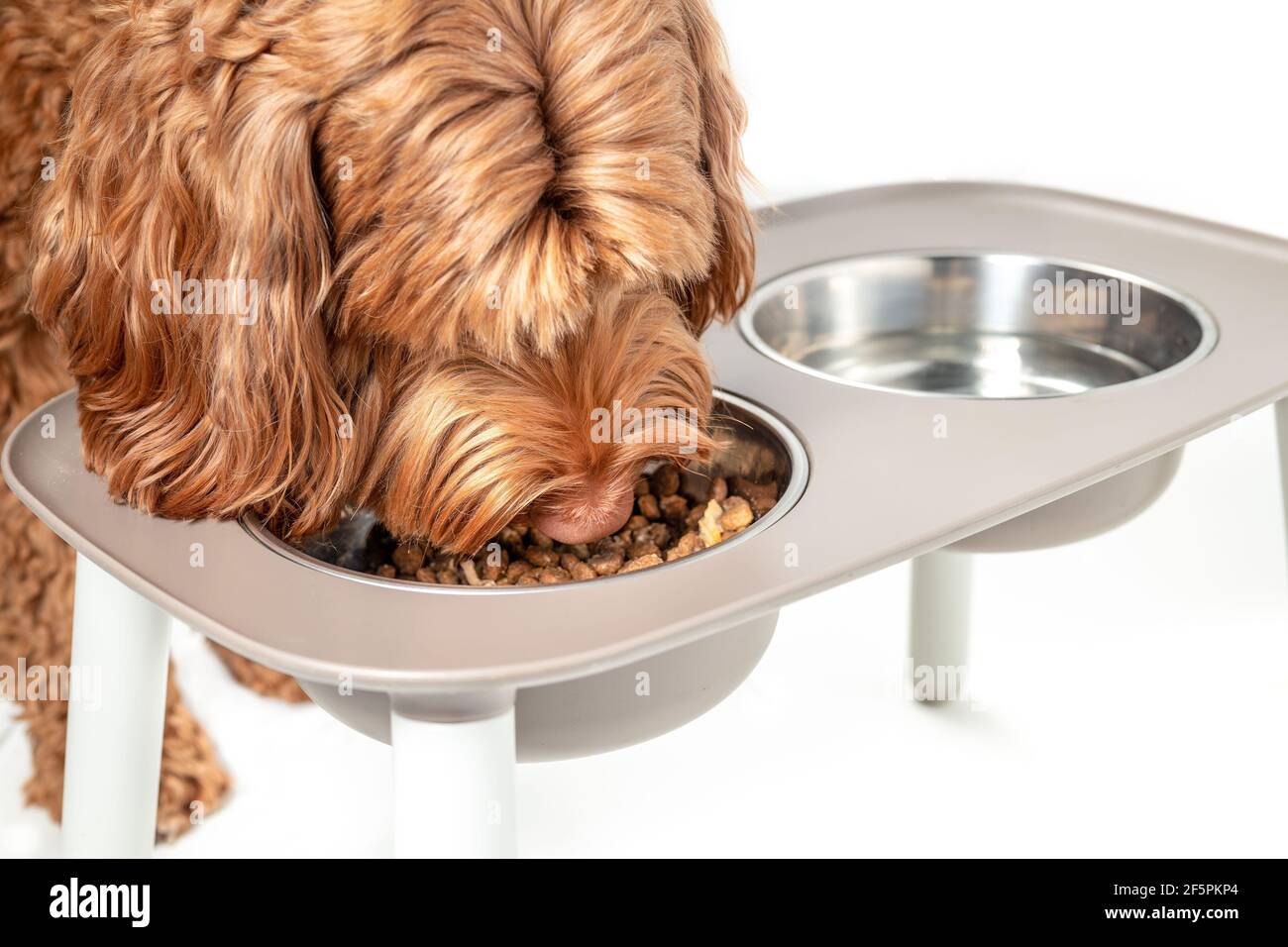 How To Make Dry Food More Appealing To Dogs