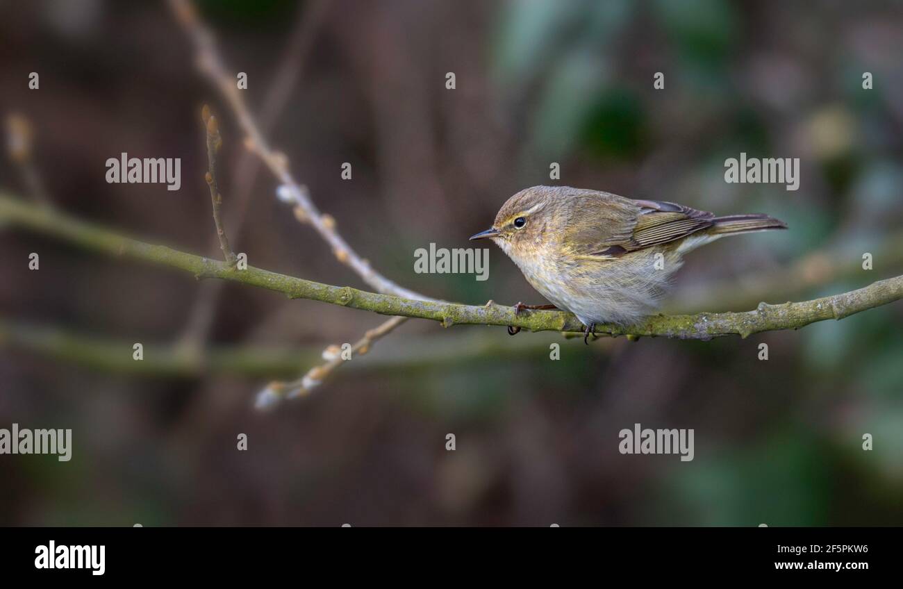 Chiffchaff Phylloscopus collybita an early summer visitor to the UK Stock Photo
