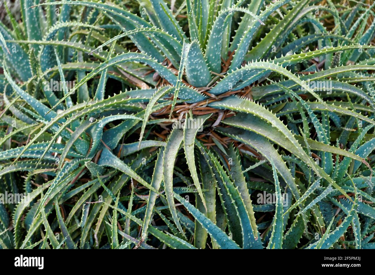 Photo Aloe, genus, succulent plants, family, Asphodelic Asphodelaceae Stock Photo