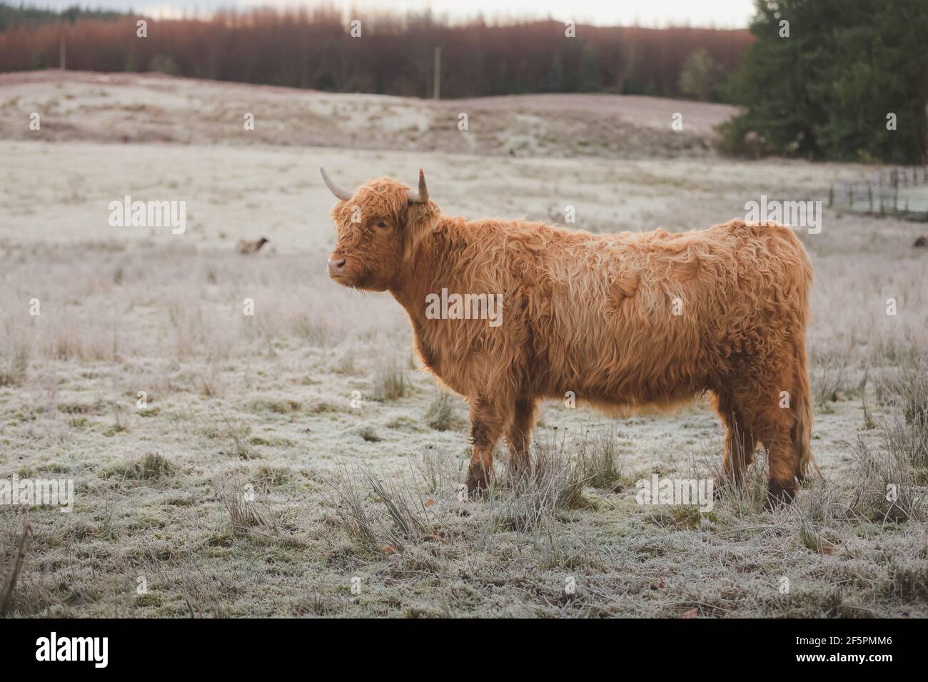 Hariy hi-res stock photography and images - Alamy