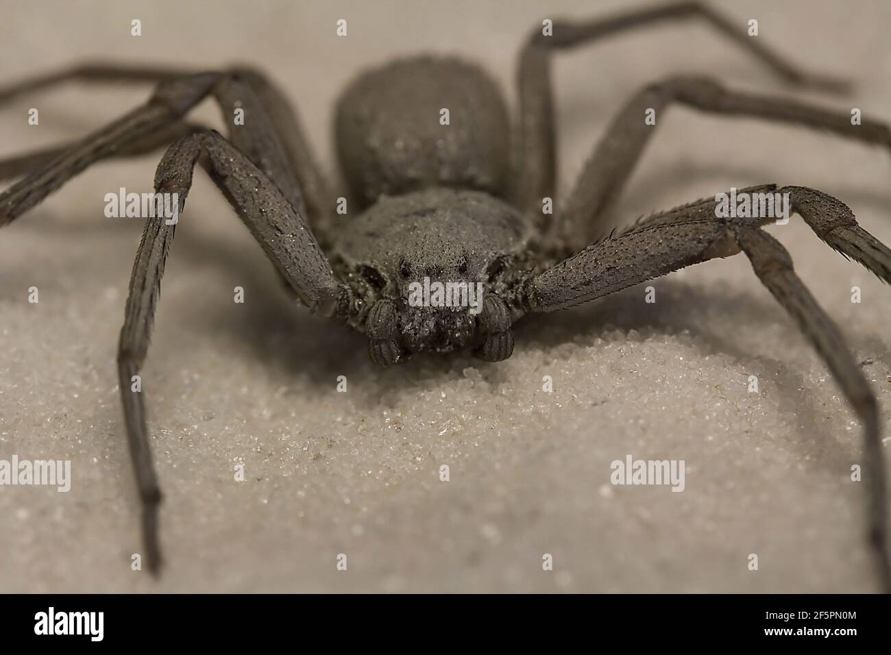 Loxoscelism hires stock photography and images Alamy