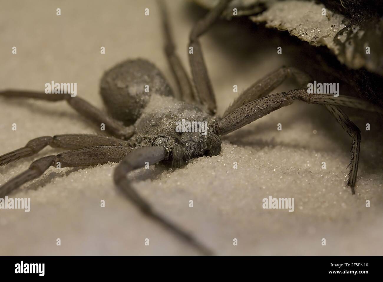 African sand spider (Sicarius terrosus) Stock Photo