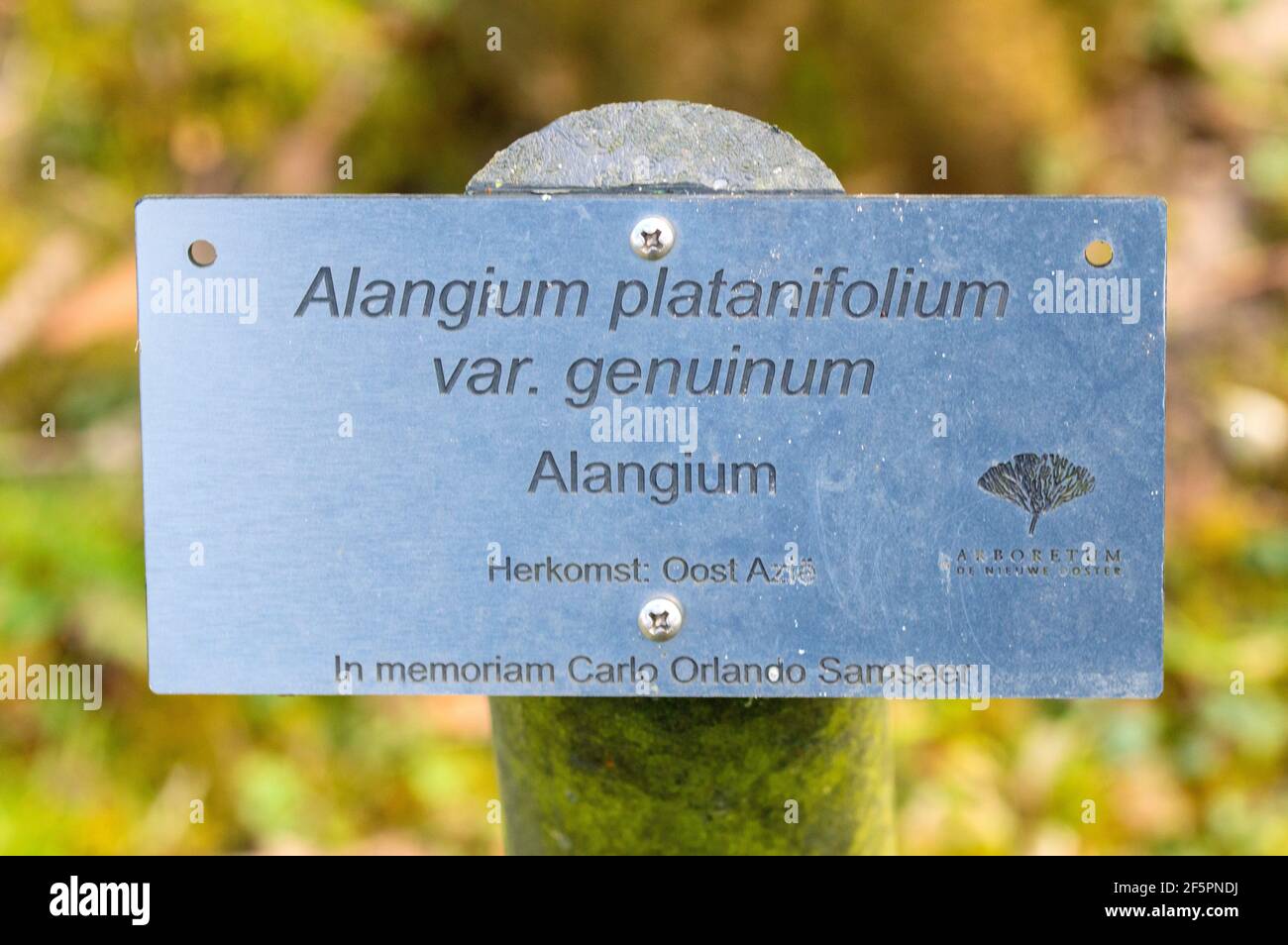 Sign Alangium Platanifolium Var. Genuinum At De Nieuwe Ooster At Amsterdam The Netherlands 26-3-2021 Stock Photo