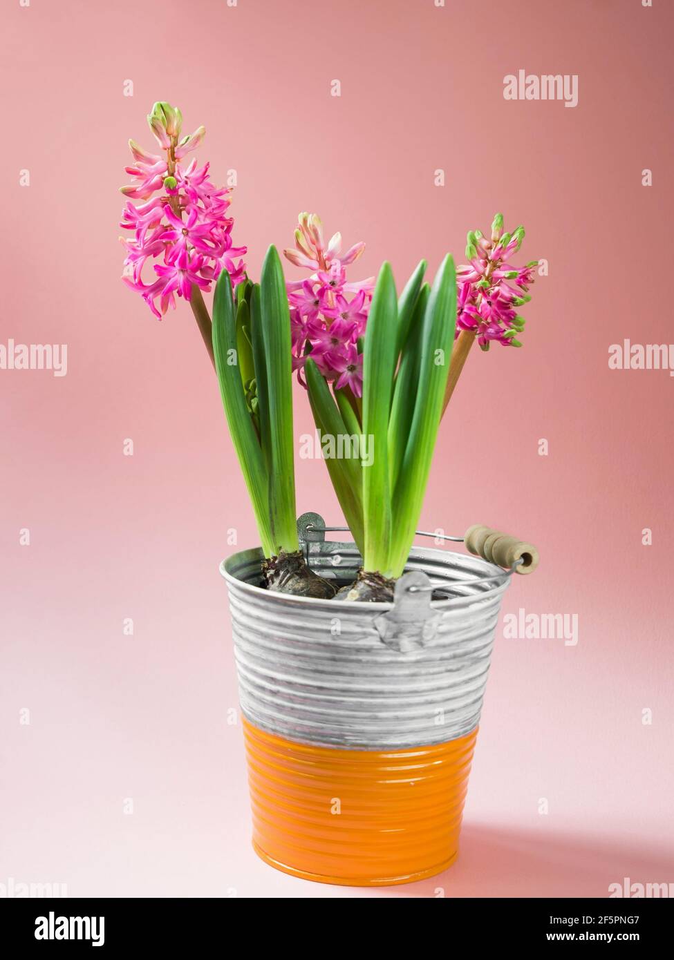 Three blossoming pink hyacinth in small bucket on pink background. Stock Photo
