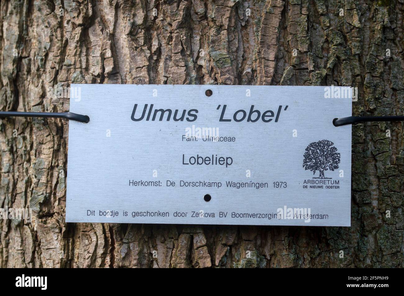 Sign Ulmus Lobel Tree At De Nieuwe Ooster At Amsterdam The Netherlands 26-3-2021 Stock Photo
