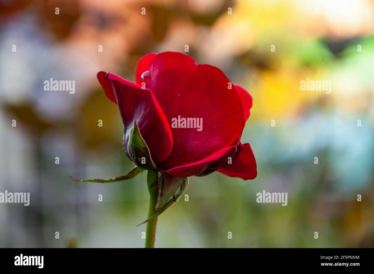 Red flowering rose on blurred colorful garden background. Stock Photo