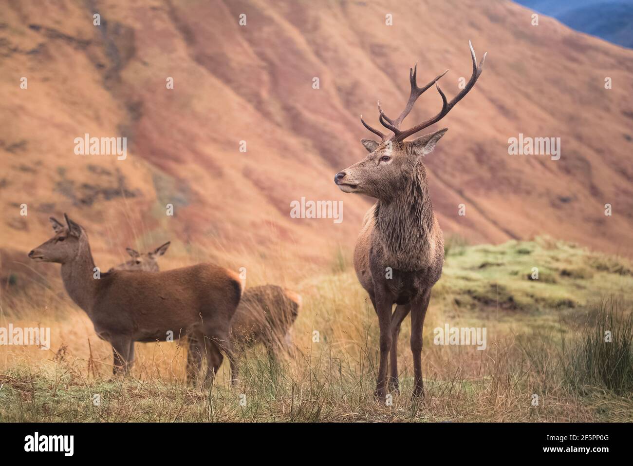 Wildlife portrait of a Scottish Red Deer (Cervus elaphus scoticus) stag in the mountain countryside of Glen Etive in the Scottish Highlands, Scotland. Stock Photo
