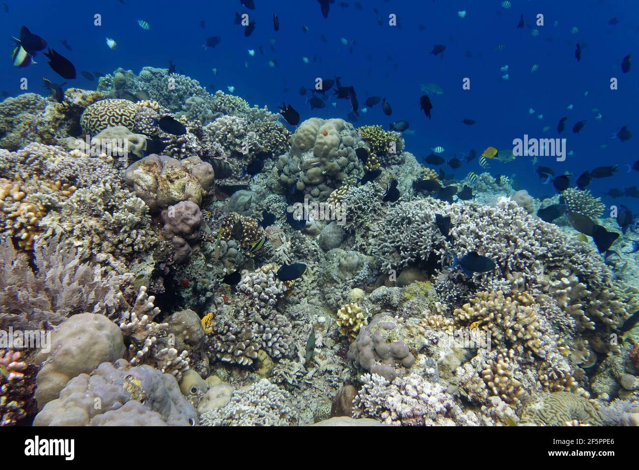 Coral reef scenery in Bunaken Island, Sulawesi, Indonesia Stock Photo