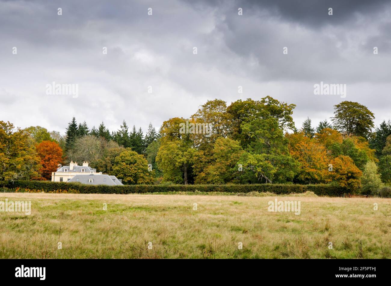 Autumn in Savernake Forest, England Stock Photo