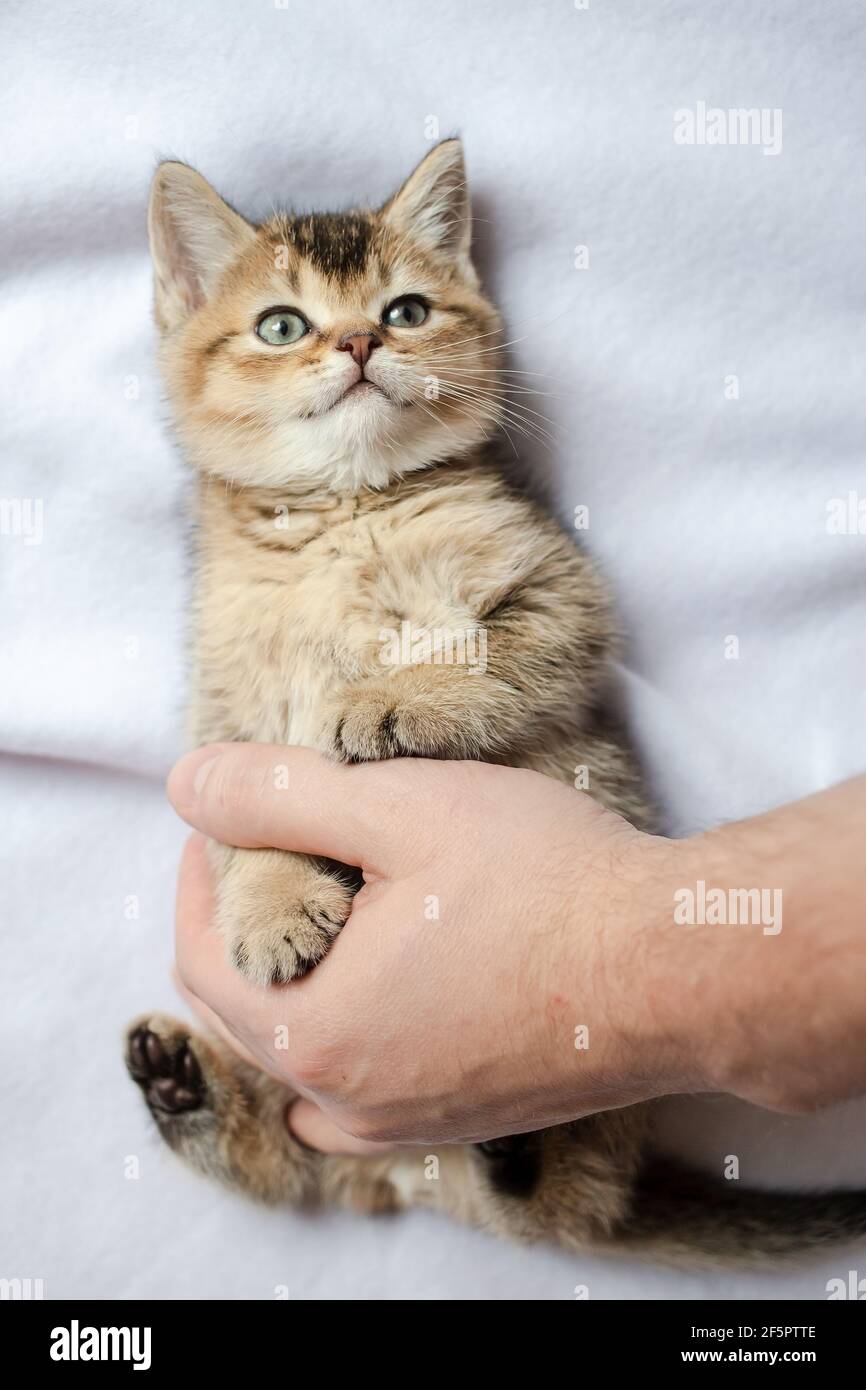 Pretty British kitten lies on the blanket and looks with interest at the owner, who gently hugs him with his hand.  Stock Photo