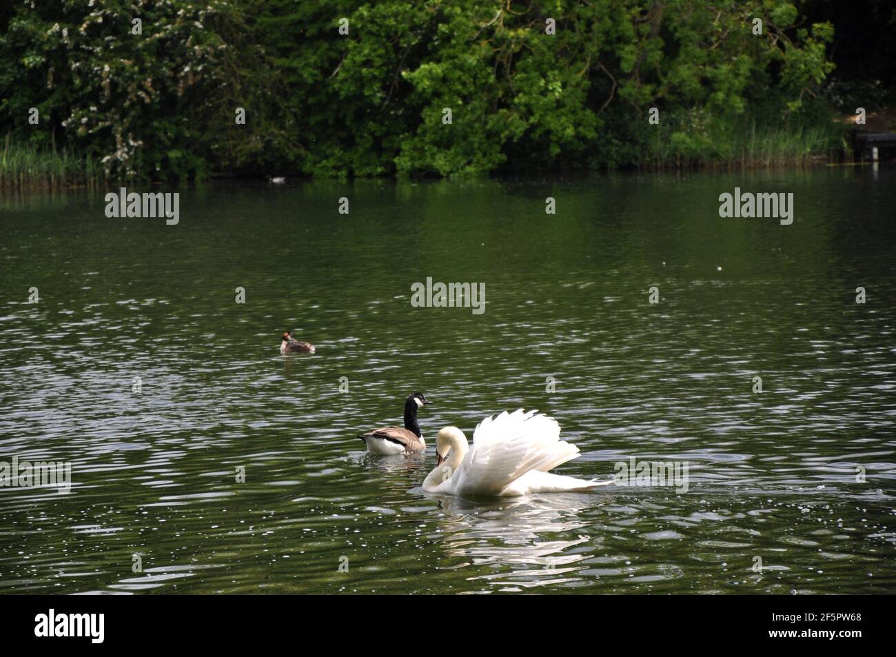 Wildlife at Coate Water Country Park Stock Photo
