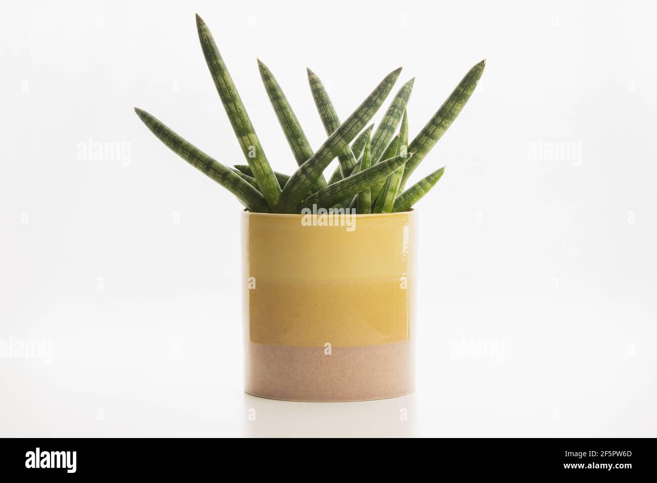 An Angolan Sansevieria cylindrica (Dracaena angolensis) or cylindrical snake plant, African spear or spear sansevieria, makes for a decorative succule Stock Photo