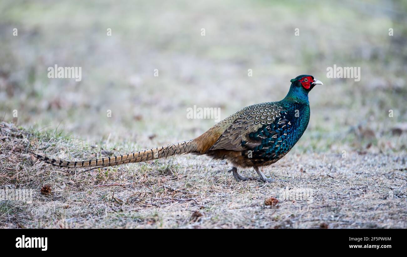 Wild mutant common pheasant without neck collar (Phasianus colchicus colchicus). Large, beautiful and rare pheasant with iridescent, greenish-blue plu Stock Photo