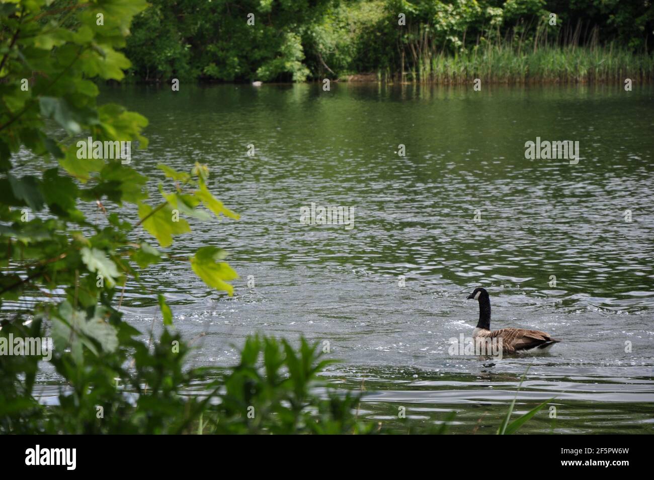 Wildlife at Coate Water Country Park Stock Photo