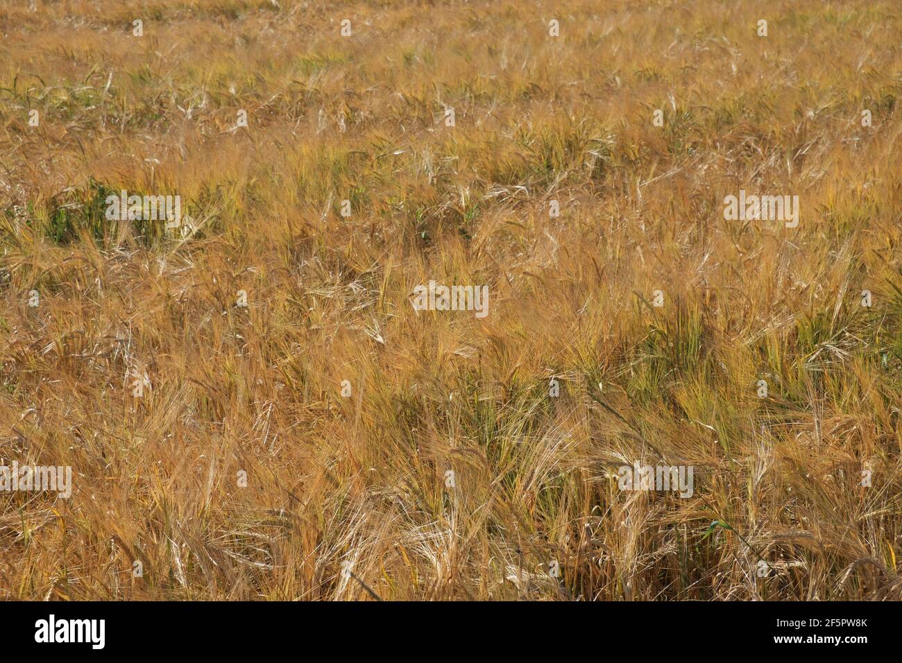 Ripe barley ears, full frame. Harvest cereals, background. Backdrop of ripening ears of yellow cereal field ready for harvest growing in a farm field. Stock Photo