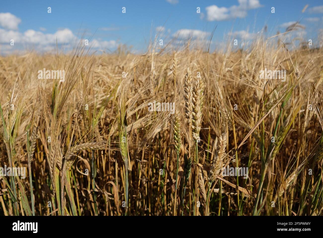 Ears of rye against the blue sky on a hot summer evening. Ripe crops. Farm plants. Stock Photo