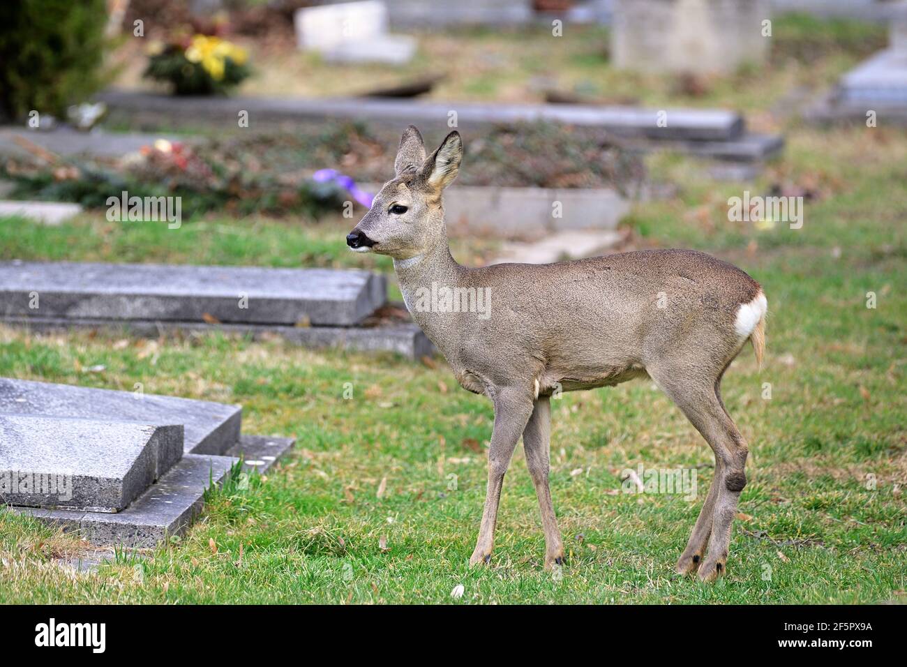 Vienna, Austria. Wildlife in the Vienna Central Cemetery.  Roe Deer (Capreolus capreolus). Stock Photo
