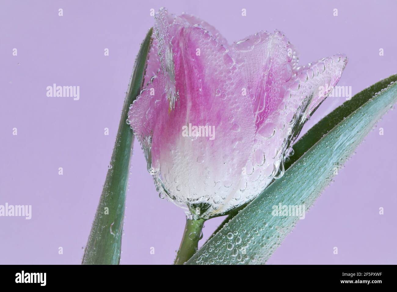 Tulip flower in water. Lilac tulip in air bubbles on a lilac background.Spring Flowers .flower card in pink and lilac colors Stock Photo