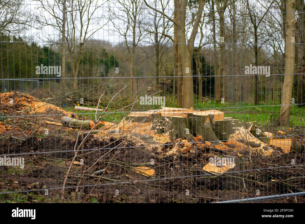 Aylesbury Vale, Buckinghamshire, UK. 27th March, 2021. The stump of a huge tree that HS2 have just felled in the grounds of Hartwell House in Aylesbury which was done during the bird nesting season. Locals are heartbroken. Diggers are sitting next to more mature trees in the HS2 compound. Crows were busy today building nests in the trees near the HS2 compound. The very controversial and over budget High Speed 2 rail link from London to Birmingham is carving a huge scar across the Chilterns which is an AONB and puts 108 ancient woodlands, 693 wildlife sites and 33 SSSIs at risk. Credit: Maureen Stock Photo