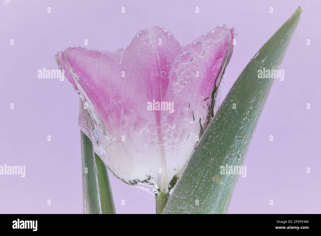 Tulip flower in water. Lilac tulip in air bubbles on a lilac background.Spring Flowers Beautiful Floral Spring Background.flower card in pink and Stock Photo