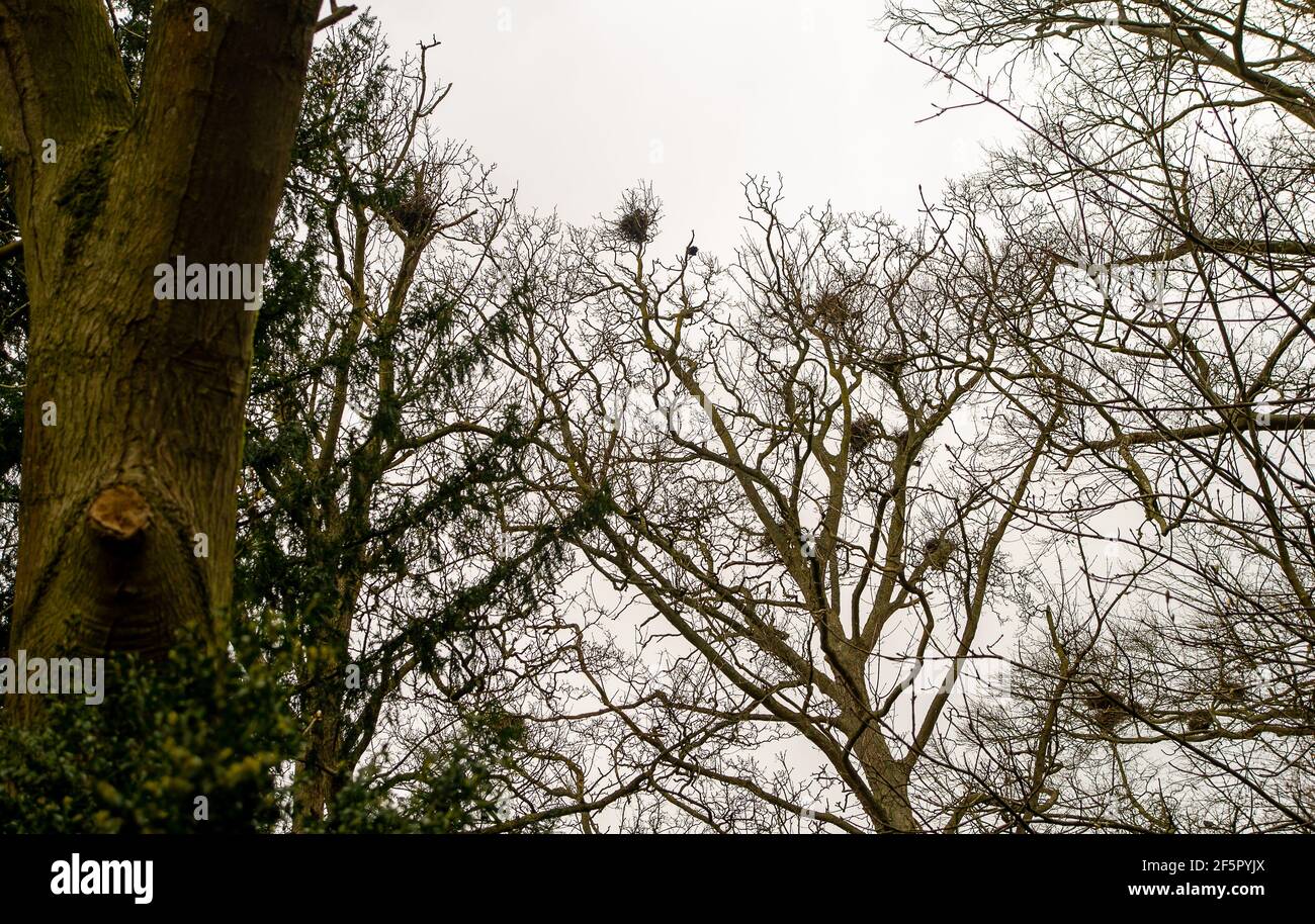 Aylesbury Vale, Buckinghamshire, UK. 27th March, 2021. HS2 have just felled a huge tree in the grounds of Hartwell House in Aylesbury during the bird nesting season. Locals are heartbroken. Crows were busy today building nests in the trees near to where HS2 felled the other tree so these trees may too be at risk of destruction. The very controversial and over budget High Speed 2 rail link from London to Birmingham is carving a huge scar across the Chilterns which is an AONB and puts 108 ancient woodlands, 693 wildlife sites and 33 SSSIs at risk. Credit: Maureen McLean/Alamy Stock Photo